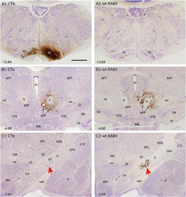 A disynaptic basal ganglia connection to the inferior olive: potential for basal ganglia influence on cerebellar learning
